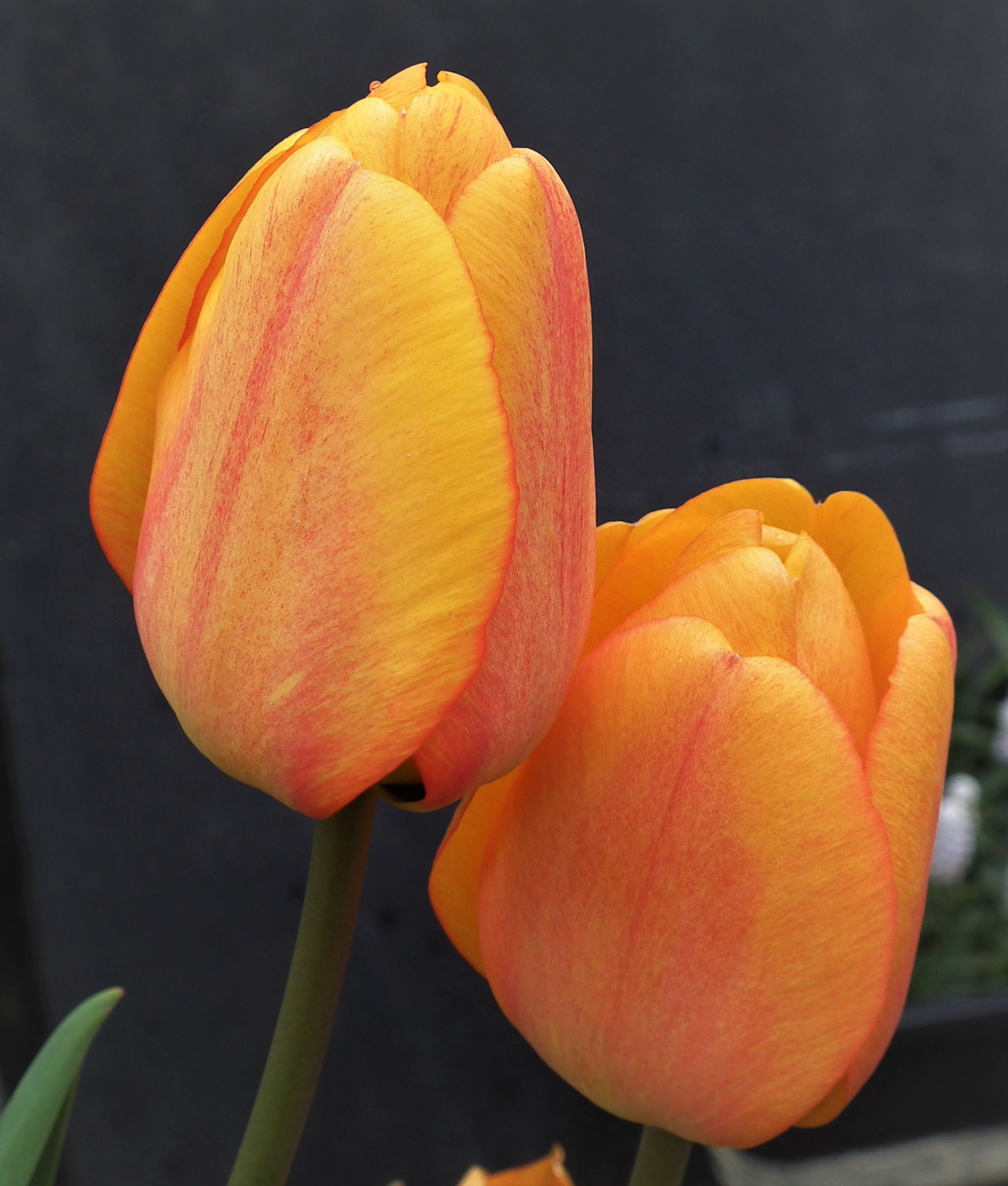 Tulip Blushing Apledoorn